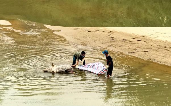 Lén lút vứt xác lợn xuống sông giữa tâm dịch tả phức tạp