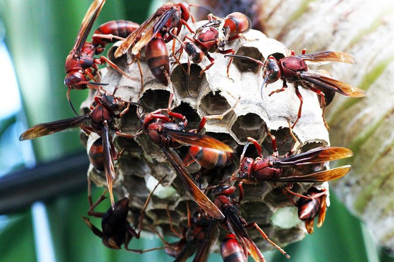 Bé 2 tuổi ở Nghệ An bị ong vò vẽ đốt tử vong. Ảnh minh hoạ.