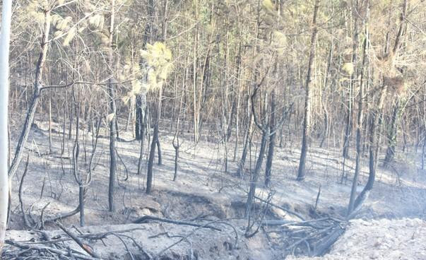 Hiện trường vụ cháy rừng thông.
