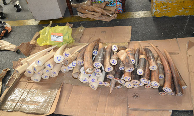 110 kg ngà voi lậu tuồn lậu về Việt Nam qua cửa ngõ sân bay Tân Sơn Nhất. Ảnh: Cơ quan hải quan cung cấp.