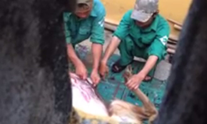 Cảnh xẻ thịt nai ngay tại công viên 29/3 Đà Nẵng. Ảnh cắt từ clip. 