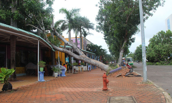 Cây đổ đè lên nhà.