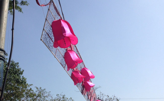 Phố xuân Đà Nẵng nhuộm thắm sắc hoa đào chuông