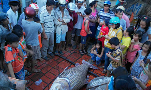 Cào lưới trên sông, ngư dân bắt được cá hô 'khổng lồ'