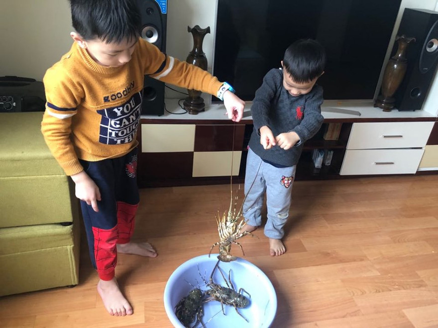 Nhiều gia đình ở Hà Nội mua tôm hùm "giải cứu" giúp người dân nuôi trồng tại Khánh Hòa