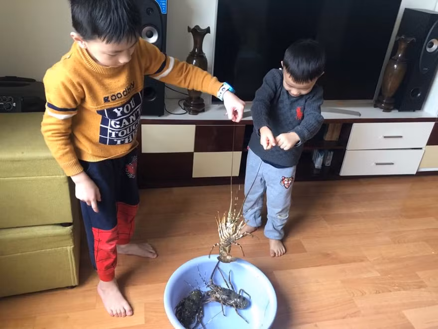 Nhiều gia đình ở Hà Nội mua tôm hùm "giải cứu" giúp người dân nuôi trồng tại Khánh Hòa