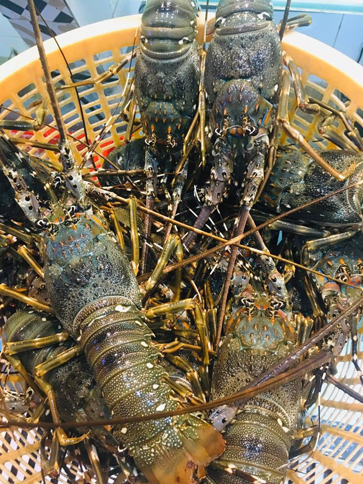 Tôm hùm hiện giá bằng một nửa so với bình thường tại thị trường Hà Nội