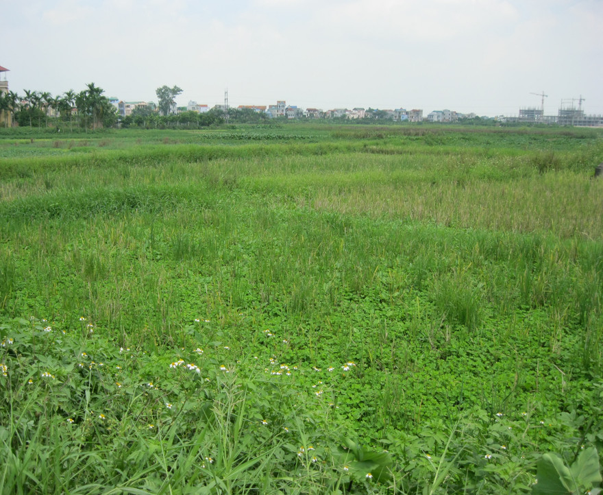 Nhiều người choáng với mức giá trúng của nhà đầu tư tại lô đất ĐM 1 Đại Mỗ (ảnh minh hoạ) 