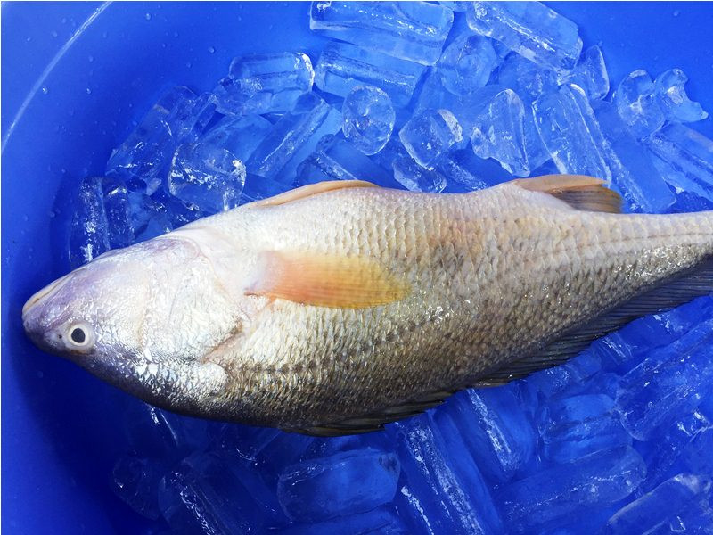 Con cá nghi là sú vàng do người dân câu được ở sông Đồng Nai.