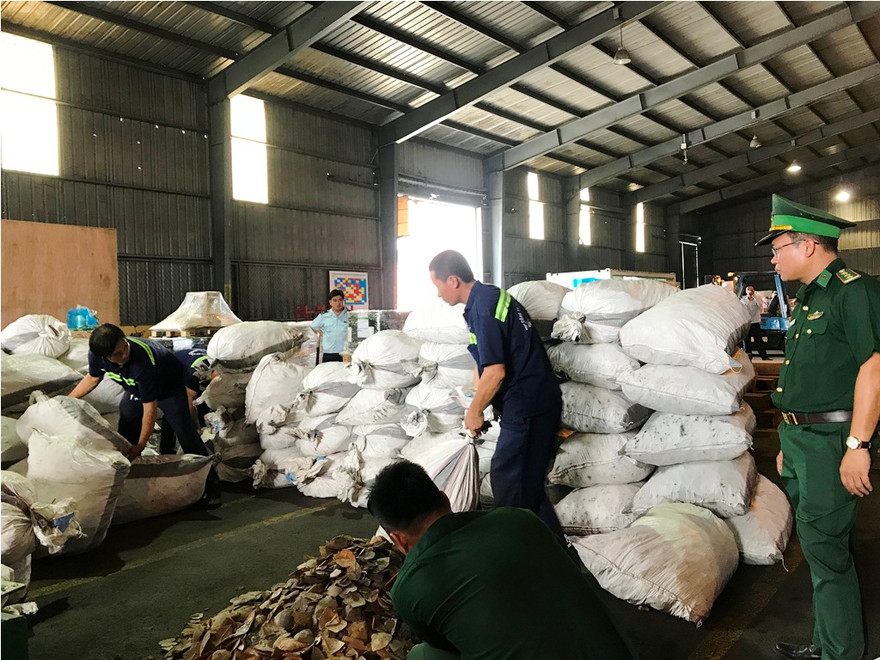 Hàng trăm bao tải chứa vảy tê tê giấu trong container gỗ.