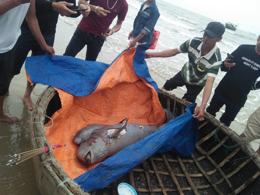 2 cá ngư ông nặng nửa tạ chết trên biển, dân lập bàn thờ cúng