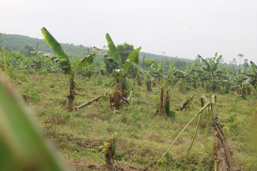 Tan hoang bãi chuối trăm ha trong siêu dự án nghìn tỷ nuôi bò Bình Hà
