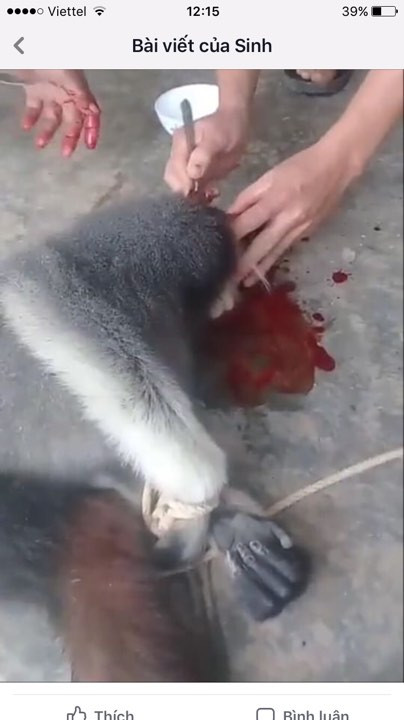 Truy tìm nhóm người giết khỉ rồi phát trực tiếp lên mạng xã hội 