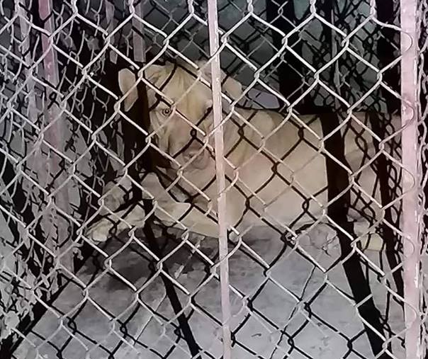 Nữ lao công bị chó cắn nguy kịch