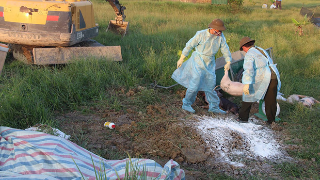 Hà Tĩnh xuất hiện dịch tả lợn châu Phi đầu tiên