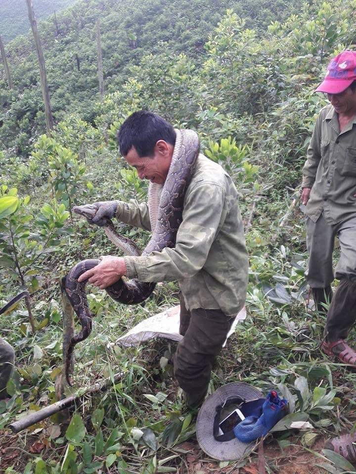 Phát cây bắt được trăn dài 2 mét
