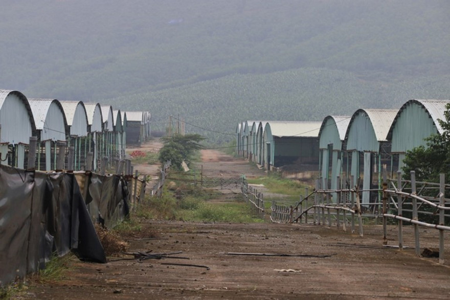 Thực hiện định giá tài sản trong đại dự án bò Bình Hà