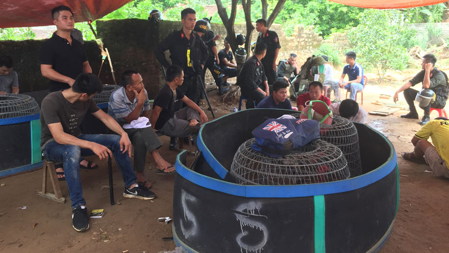 Hiện trường vụ đánh bạc qua hình thức đá gà. Ảnh Minh Thúy