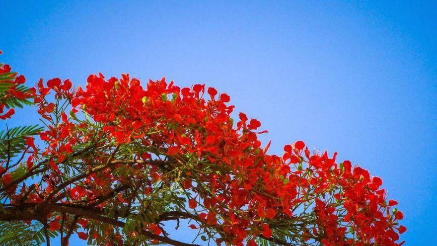 TP Hải Phòng không tổ chức lễ hội Hoa phượng đỏ 2021.