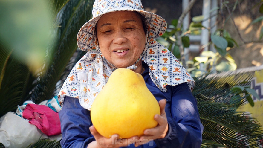 Bưởi 'khổng lồ' ở Hải Phòng cháy hàng ngày cận Tết