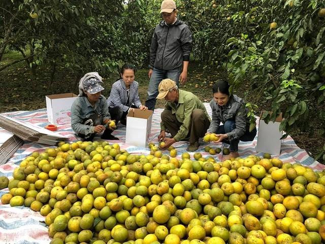 Cam Phủ Quỳ (Nghệ An) có nguy cơ đổ bỏ vì khó khăn tiêu thụ.