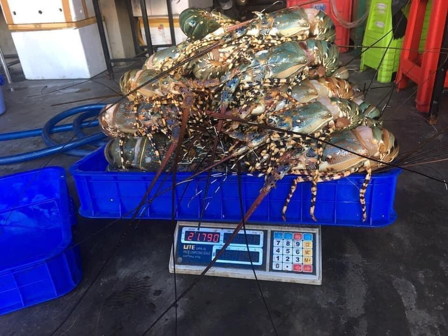 Tôm hùm xanh giảm giá sau thời kỳ giải cứu cách đây hơn 1 tháng.