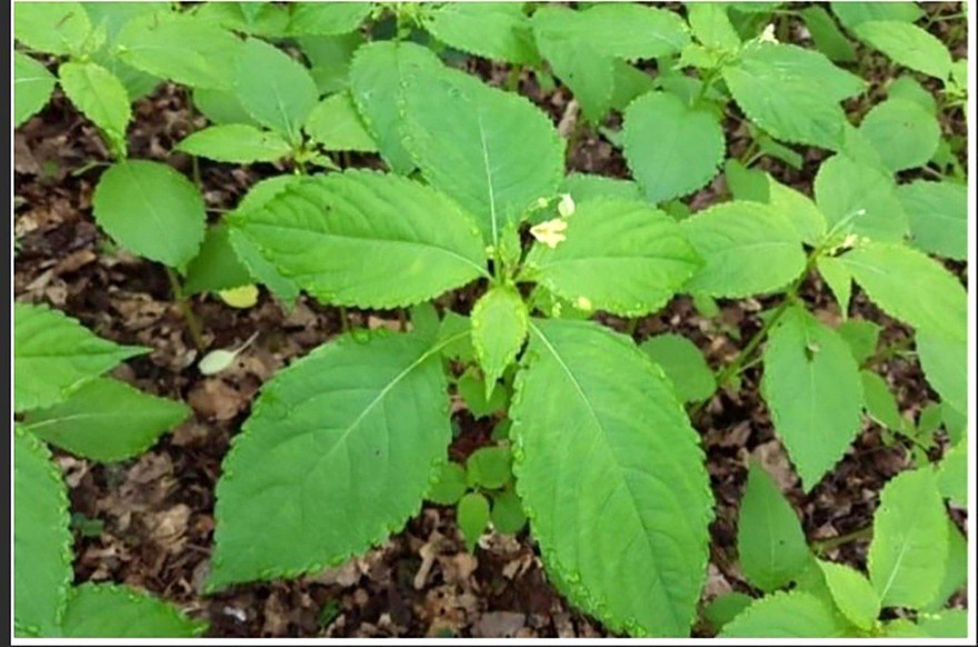 Bé 5 tuổi nguy kịch do dùng lá 'dân gian' chữa táo bón