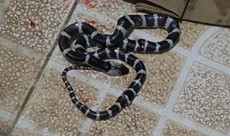 Rắn độc liên tục bò vào nhà dân ở Nghệ An: Đã có một nạn nhân tử vong