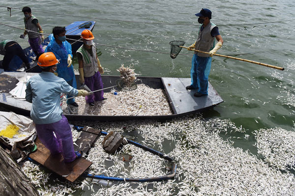 Sáng 9/7, quận Tây Hồ huy động gần 100 người thuộc nhiều lực lượng như công nhân môi trường, thanh niên tình nguyện, dân quân tự vệ vớt cá chết - Ảnh: VnExpress