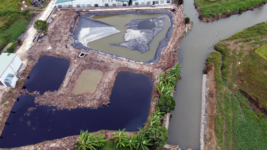 Cận cảnh nước thải trang trại lợn bủa vây khu dân cư ở Hải Phòng