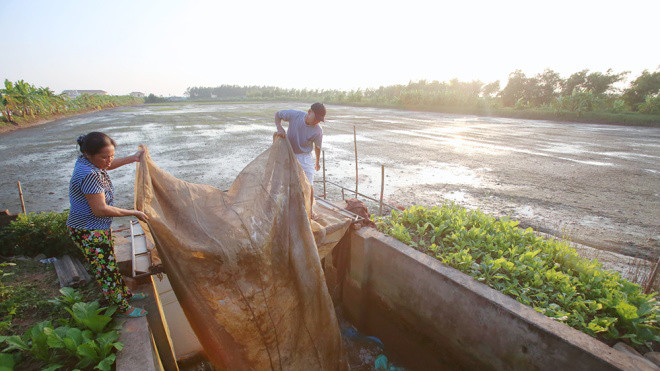 Mỗi dịp tháng 10 âm lịch, người nông dân sinh sống ven đê sông Thái Bình (huyện Tứ Kỳ, Hải Dương) lại mất ăn mất ngủ để thu lượm lộc trời. Lộc trời nức tiếng của vùng đất này là con rươi - sinh vật thân mềm được nhiều thực khách săn đón như một thứ đặc sả