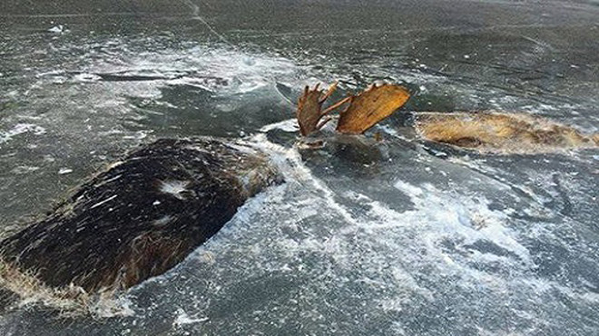 Xác hai con nai sừng tấm đực đông cứng dưới lớp băng. Ảnh: Facebook.