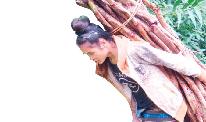 Cỏ máu gùi ra khỏi rừng ở Trường Sơn.