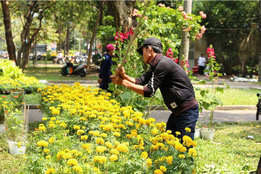 Hàng trăm chậu hoa cúc bị đập bỏ.