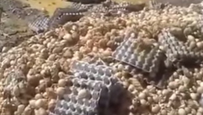 Hàng ngàn quả trứng nở bằng nhiệt của mặt trời