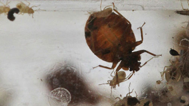 Khách sạn phải bồi thường khoản tiền lớn do không đảm bảo vệ sinh. Ảnh minh họa: Washington Post