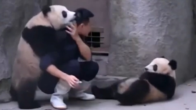 Hài hước hai chú gấu trúc cứu nhau khỏi bị tiêm