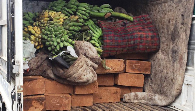 Số gỗ lậu được ngụy trang trên xe chở hàng trăm buồng chuối.