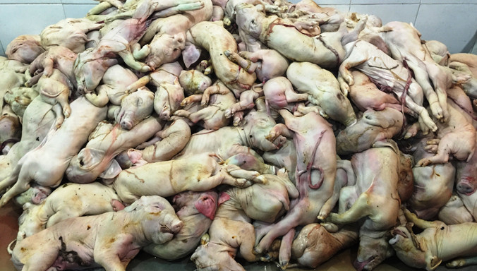 Hàng trăm con heo sữa còn nguyên cuống rốn, đang bốc mùi, rỉ nước vàng bị lực lượng chức năng phát hiện, thu giữ.