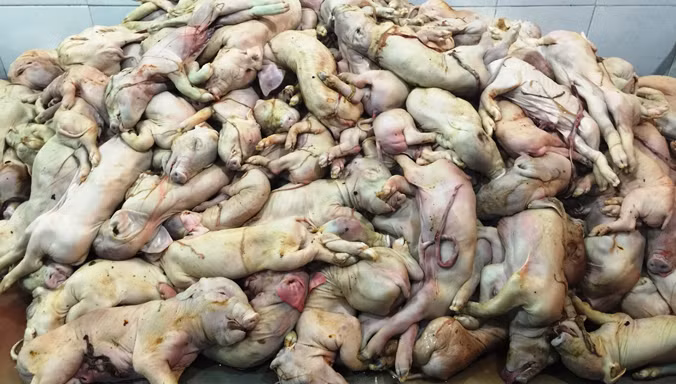 Hàng trăm con heo sữa còn nguyên cuống rốn, đang bốc mùi, rỉ nước vàng bị lực lượng chức năng phát hiện, thu giữ.