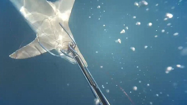 Thợ lặn dũng cảm quyết chiến với cá mập hung dữ