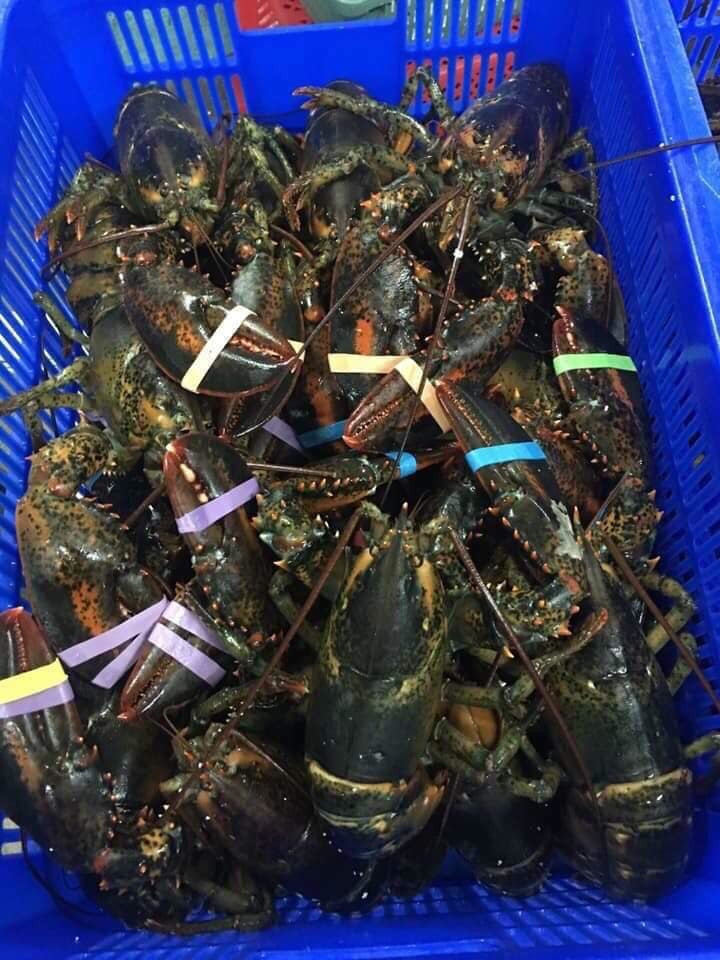 Nhiều loại tôm hùm trong nước và nhập khẩu giảm giá