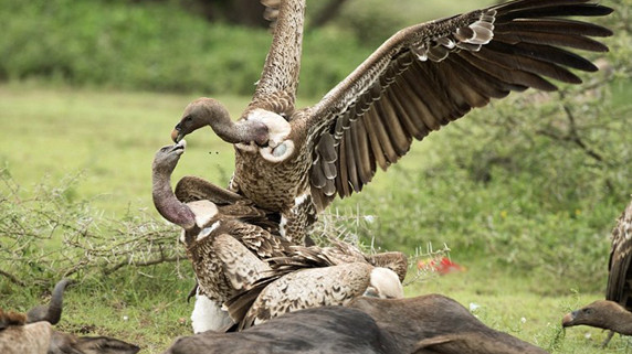 Cuộc chiến tranh mồi khốc liệt của những con kền kền đã lọt vào ống kính của Roie.