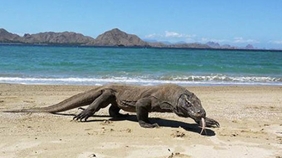 Rồng Komodo.