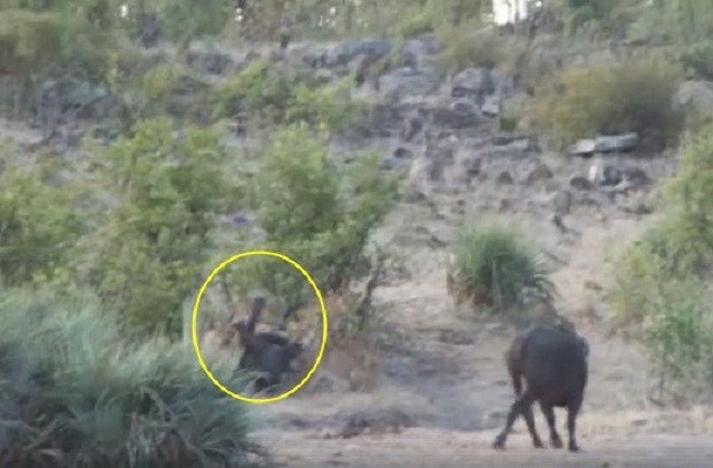 Nhìn thấy chú voi con bị đàn sư tử bao vây và chuẩn bị “làm thịt”, đàn trâu rừng đã dũng mãnh lao tới, cùng nhau hiệp sức đuổi sư tử, cứu thoát voi con trong gang tấc.