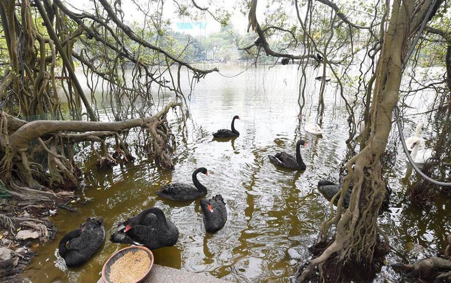Việc thả đàn thiên nga xuống hồ Hoàn Kiếm đang gây chú ý dư luận