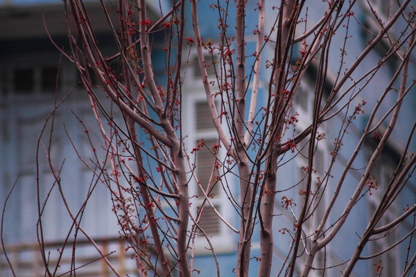 Sau hơn một tháng trồng trên dải phân cách, hàng cây phong lá đỏ bắt đầu ra lộc đúng dịp Tết Nguyên Đán đến gần.