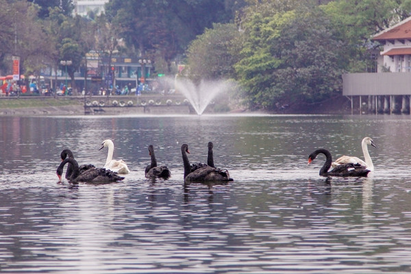 12 con thiên nga được thả thử nghiệm trên hồ Gươm vào sáng ngày 5/2 đã được đưa sang thả ở hồ Thiền Quang (Hà Nội)