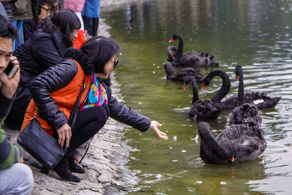 Công ty thoát nước Hà Nội tổ chức cắm cọc, quây lưới nhựa để đưa thiên nga vào trong khu cứ trú cách bờ khoảng 20m.