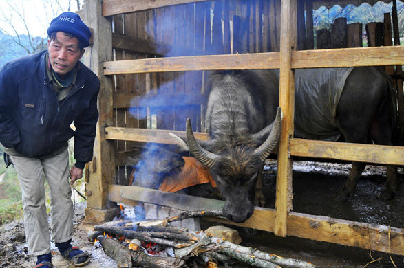 Xót xa xẻ thịt trâu chết rét, bày bán ven quốc lộ